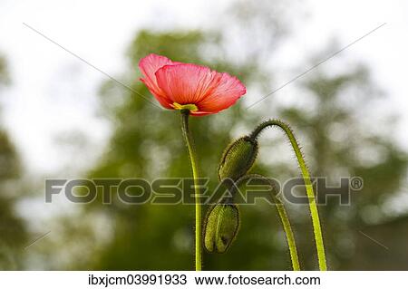 Stock Image - Poppy (Papaveraceae). Fotosearch