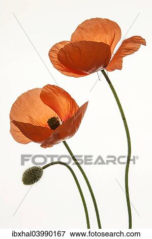 "Poppy, Poppies (Papaver)" View Large Photo Image Stock Photo - "Poppy, Poppies (Papaver)". Fotosearch