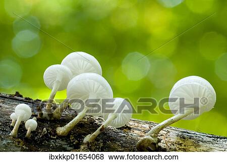 "Porcelain Fungus (Oudemansiella mucida in), with backlighting" View Large Photo Image Stock Photo - "Porcelain Fungus (Oudemansiella mucida in), with backlighting". Fotosearch