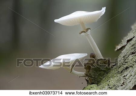 "Porcelain Fungus (Oudemansiella mucida), Emsland, Lower Saxony, Germany, Europe" View Large Photo Image Picture - "Porcelain Fungus (Oudemansiella mucida), Emsland, Lower Saxony, Germany, Europe". Fotosearch
