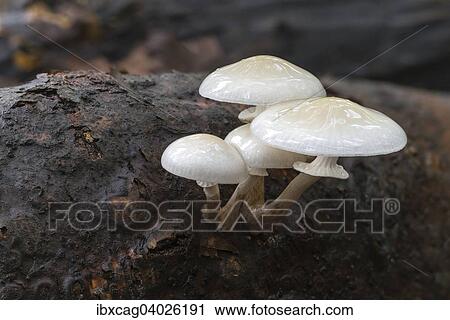 "Porcelain fungus (Oudemansiella mucida), fruiting bodies on dead wood, Monchbruch Nature Reserve, Hesse, Germany, Europe" View Large Photo Image Stock Image - "Porcelain fungus (Oudemansiella mucida), fruiting bodies on dead wood, Monchbruch Nature Reserve, Hesse, Germany, Europe". Fotosearch