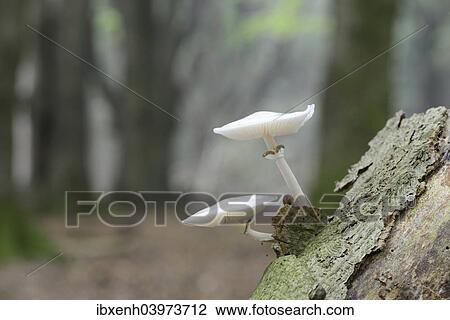 "Porcelain Fungus (Oudemansiella mucida), Emsland, Lower Saxony, Germany, Europe" View Large Photo Image Stock Image - "Porcelain Fungus (Oudemansiella mucida), Emsland, Lower Saxony, Germany, Europe". Fotosearch
