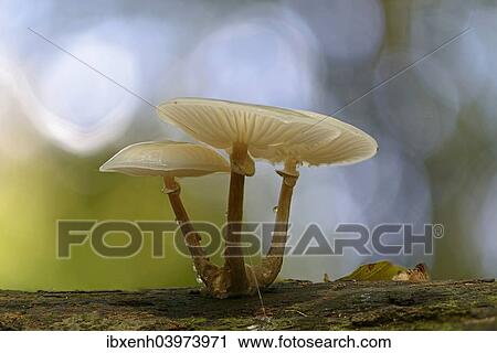 "Porcelain Fungus (Oudemansiella mucida), Emsland, Lower Saxony, Germany, Europe" View Large Photo Image Stock Image - "Porcelain Fungus (Oudemansiella mucida), Emsland, Lower Saxony, Germany, Europe". Fotosearch