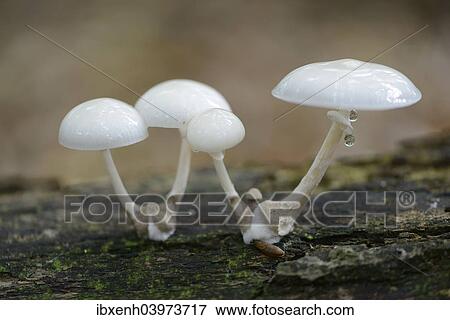 "Porcelain Fungus (Oudemansiella mucida), Emsland, Lower Saxony, Germany, Europe" View Large Photo Image Stock Photo - "Porcelain Fungus (Oudemansiella mucida), Emsland, Lower Saxony, Germany, Europe". Fotosearch