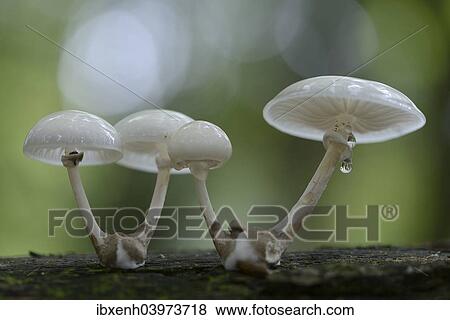 "Porcelain Fungus (Oudemansiella mucida), Emsland, Lower Saxony, Germany, Europe" View Large Photo Image Stock Photo - "Porcelain Fungus (Oudemansiella mucida), Emsland, Lower Saxony, Germany, Europe". Fotosearch