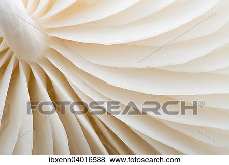 "Porcelain Fungus (Oudemansiella mucida), Emsland, Lower Saxony, Germany, Europe" View Large Photo Image Stock Photo - "Porcelain Fungus (Oudemansiella mucida), Emsland, Lower Saxony, Germany, Europe". Fotosearch