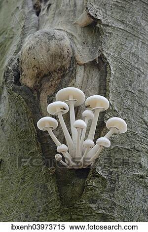 "Porcelain Fungus (Oudemansiella mucida), Emsland, Lower Saxony, Germany, Europe" View Large Photo Image Stock Photography - "Porcelain Fungus (Oudemansiella mucida), Emsland, Lower Saxony, Germany, Europe". Fotosearch