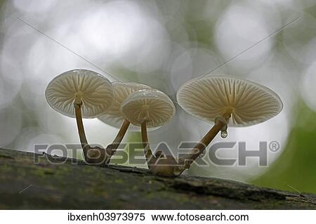 "Porcelain Fungus (Oudemansiella mucida), Emsland, Lower Saxony, Germany, Europe" View Large Photo Image Stock Photography - "Porcelain Fungus (Oudemansiella mucida), Emsland, Lower Saxony, Germany, Europe". Fotosearch