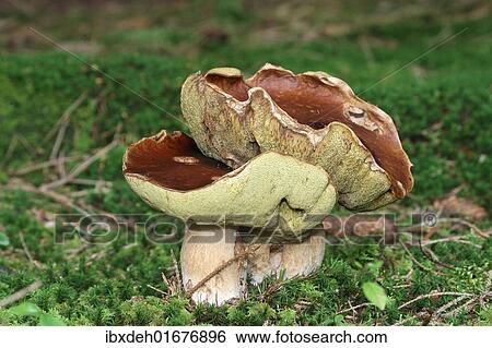 "Porcini (Boletus edulis), Allgaeu, Bavaria, Germany, Europe" View Large Photo Image Stock Photograph - "Porcini (Boletus edulis), Allgaeu, Bavaria, Germany, Europe". Fotosearch