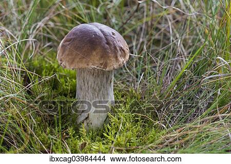 "Porcini Mushroom (Boletus edulis), forest, Henne, Region of Southern Denmark, Denmark, Europe" View Large Photo Image Picture - "Porcini Mushroom (Boletus edulis), forest, Henne, Region of Southern Denmark, Denmark, Europe". Fotosearch