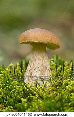 "Porcini Mushroom (Boletus edulis), Lower Saxony, Germany, Europe" View Large Photo Image Stock Image - "Porcini Mushroom (Boletus edulis), Lower Saxony, Germany, Europe". Fotosearch