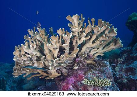 "Pore Coral (Montipora malampaya), Philippines, Asia" View Large Photo Image Stock Image - "Pore Coral (Montipora malampaya), Philippines, Asia". Fotosearch