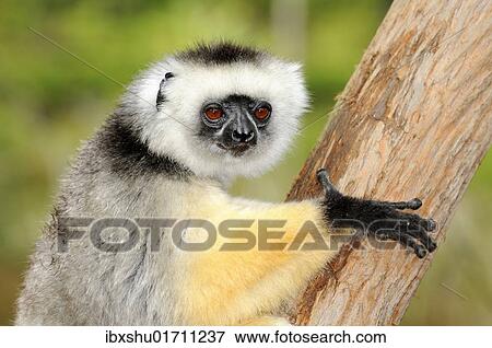 Stock Photo - "Portraii, Diademed Sifaka (Propithecus diadema), Madagascar, Africa". Fotosearch