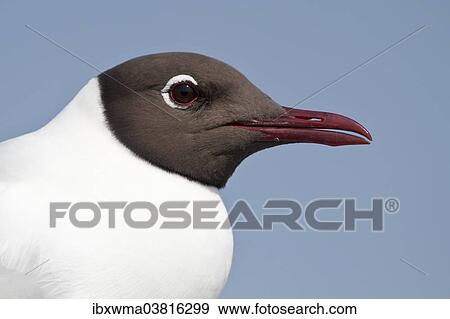 "Portrait of a Black-headed Gull (Larus ridibundus), Texel, The Netherlands, Europe" View Large Photo Image Stock Photo - "Portrait of a Black-headed Gull (Larus ridibundus), Texel, The Netherlands, Europe". Fotosearch