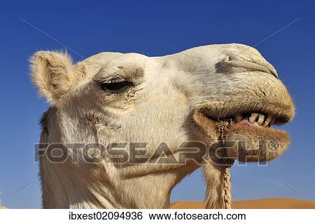 "Portrait of a camel, Adrar Tekemberet, Immidir, Algeria, Sahara, North Africa, Africa" View Large Photo Image Stock Photograph - "Portrait of a camel, Adrar Tekemberet, Immidir, Algeria, Sahara, North Africa, Africa". Fotosearch