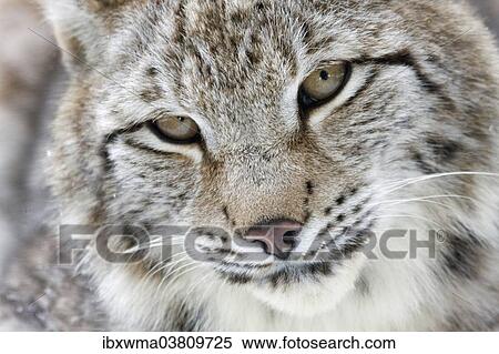 "Portrait of a Eurasian Lynx (Lynx lynx), Hesse, Germany, Europe" View Large Photo Image Stock Photography - "Portrait of a Eurasian Lynx (Lynx lynx), Hesse, Germany, Europe". Fotosearch