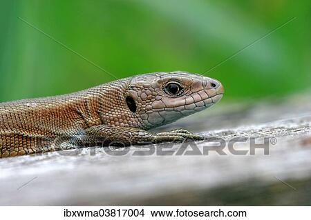 "Portrait of a Viviparous lizard (Lacerta vivipara), Hessen, Germany, Europe" View Large Photo Image Picture - "Portrait of a Viviparous lizard (Lacerta vivipara), Hessen, Germany, Europe". Fotosearch