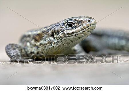 "Portrait of a Viviparous lizard (Lacerta vivipara), Hessen, Germany, Europe" View Large Photo Image Stock Image - "Portrait of a Viviparous lizard (Lacerta vivipara), Hessen, Germany, Europe". Fotosearch