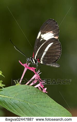 Postman Butterfly (Heliconius melpomene) View Large Photo Image Stock Photo - Postman Butterfly (Heliconius melpomene). Fotosearch