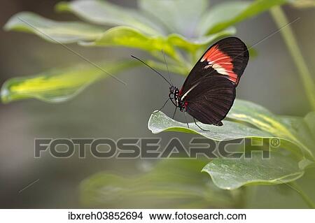 "Postman Butterfly (Heliconius melpomene), native to Brazil, butterfly house, Forgaria nel Friuli, Udine province, Italy, Europe" View Large Photo Image Picture - "Postman Butterfly (Heliconius melpomene), native to Brazil, butterfly house, Forgaria nel Friuli, Udine province, Italy, Europe". Fotosearch