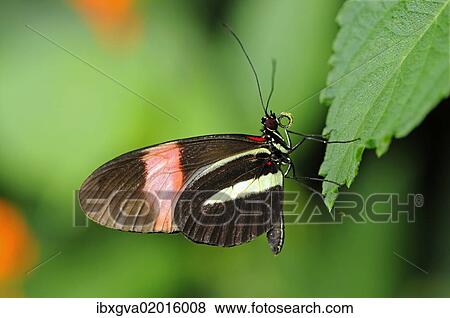 "Postman Butterfly (Heliconius melpomene), tropical butterfly, South America" View Large Photo Image Stock Photo - "Postman Butterfly (Heliconius melpomene), tropical butterfly, South America". Fotosearch