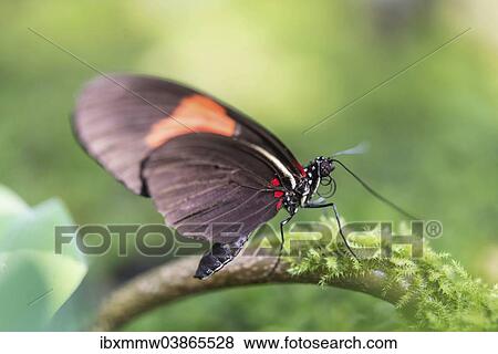 Stock Photo - "Postman Butterfly (Heliconius melpomene), perched on a moss-covered tree branch, captive, Munich". Fotosearch