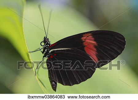 "Postman Butterfly or Common Postman (Heliconius melpomene), butterfly house, botanical garden, Munich, Upper Bavaria, Bavaria, Germany, Europe" View Large Photo Image Stock Image - "Postman Butterfly or Common Postman (Heliconius melpomene), butterfly house, botanical garden, Munich, Upper Bavaria, Bavaria, Germany, Europe". Fotosearch