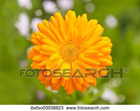 "Pot Marigold (Calendula officinalis) flower, Lower Saxony, Germany, Europe" View Large Photo Image Stock Image - "Pot Marigold (Calendula officinalis) flower, Lower Saxony, Germany, Europe". Fotosearch