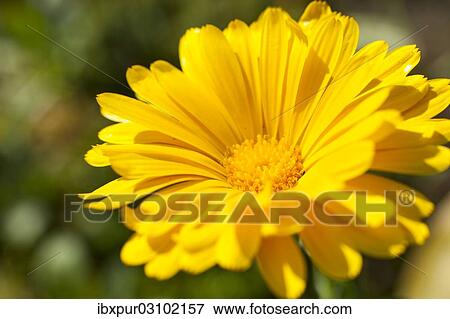 "Pot Marigold (Calendula officinalis), yellow flower, Saxony, Germany, Europe" View Large Photo Image Stock Photo - "Pot Marigold (Calendula officinalis), yellow flower, Saxony, Germany, Europe". Fotosearch