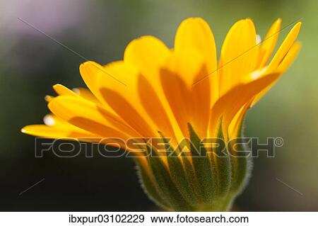 Stock Photo - "Pot Marigold (Calendula officinalis), yellow flower, Saxony, Germany, Europe". Fotosearch