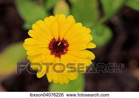 "Pot Marigold (Calendula officinalis), flower, Germany, Europe" View Large Photo Image Stock Photograph - "Pot Marigold (Calendula officinalis), flower, Germany, Europe". Fotosearch
