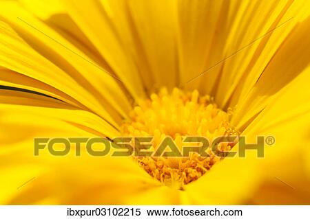 "Pot Marigold (Calendula officinalis), yellow flower, Saxony, Germany, Europe" View Large Photo Image Stock Photography - "Pot Marigold (Calendula officinalis), yellow flower, Saxony, Germany, Europe". Fotosearch