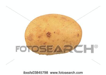 "Potato, Agria variety" View Large Photo Image Stock Photo - "Potato, Agria variety". Fotosearch