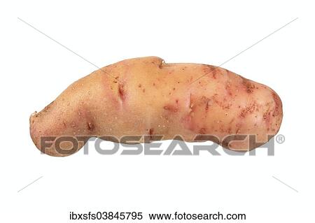 "Potato, """"Angeliter Tannenzapfen"""" variety" View Large Photo Image Stock Photography - "Potato, """"Angeliter Tannenzapfen"""" variety". Fotosearch