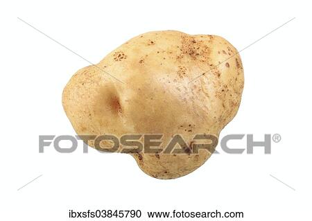 Stock Image - "Potato, """"Augsburger Gold"""" variety". Fotosearch