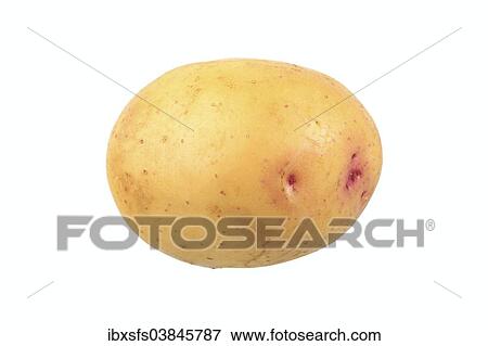 Stock Photo - "Potato, Augusta variety". Fotosearch