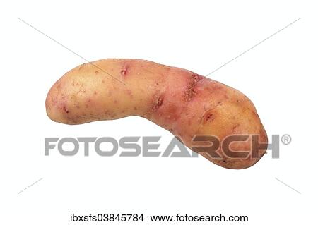 "Potato, """"Bamberger Hornchen"""" variety" View Large Photo Image Picture - "Potato, """"Bamberger Hornchen"""" variety". Fotosearch