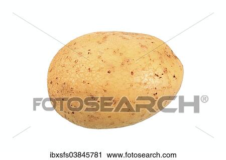 "Potato, Belana variety" View Large Photo Image Stock Image - "Potato, Belana variety". Fotosearch