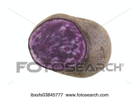 "Potato, """"Blaue Anneliese"""" variety, cut in half" View Large Photo Image Stock Photo - "Potato, """"Blaue Anneliese"""" variety, cut in half". Fotosearch