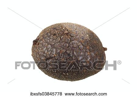 "Potato, """"Blaue Anneliese"""" variety" View Large Photo Image Stock Photo - "Potato, """"Blaue Anneliese"""" variety". Fotosearch