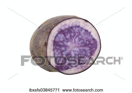 "Potato, """"Blauer Schwede"""" variety, cut in half" View Large Photo Image Stock Image - "Potato, """"Blauer Schwede"""" variety, cut in half". Fotosearch