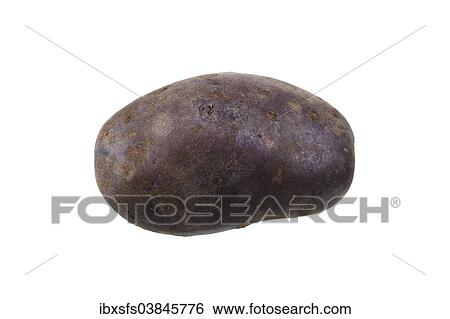 "Potato, """"Blauer Schwede"""" variety" View Large Photo Image Stock Photograph - "Potato, """"Blauer Schwede"""" variety". Fotosearch