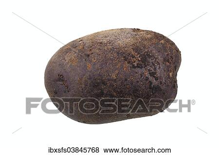 "Potato, Blue Salad Potato" View Large Photo Image Stock Photo - "Potato, Blue Salad Potato". Fotosearch