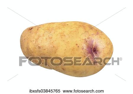 "Potato, Catriona variety" View Large Photo Image Stock Photography - "Potato, Catriona variety". Fotosearch