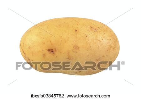 "Potato, Concordia variety" View Large Photo Image Stock Image - "Potato, Concordia variety". Fotosearch