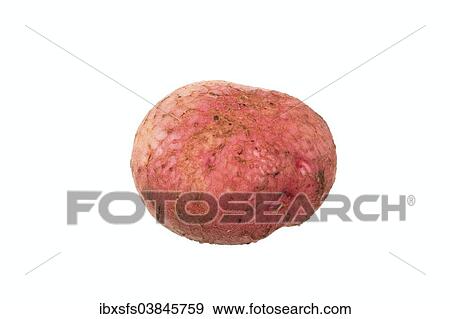 "Potato, Desiree variety" View Large Photo Image Stock Photo - "Potato, Desiree variety". Fotosearch
