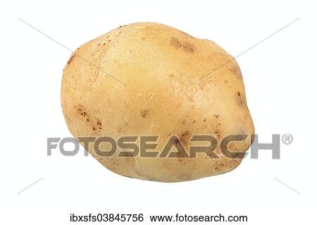 "Potato, Eggeblome variety" View Large Photo Image Stock Photograph - "Potato, Eggeblome variety". Fotosearch