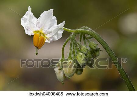 Potato flower (Solanum tuberosum) View Large Photo Image Stock Photography - Potato flower (Solanum tuberosum). Fotosearch