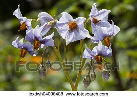 Stock Photo - "Potato flowers (Solanum tuberosum), cultivar Blue Swede". Fotosearch