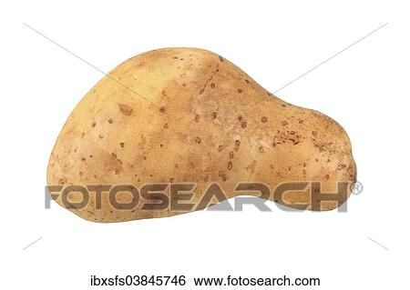 "Potato, Heideniere variety" View Large Photo Image Stock Photograph - "Potato, Heideniere variety". Fotosearch
